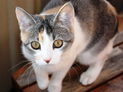 Tiếng mèo kêu Tiếng mèo kêu