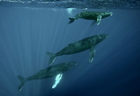 Bài hát của cá voi Bài hát của cá voi