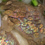 Vì sao có những miếng thịt bò lại ánh lên màu 7 sắc cầu vồng?