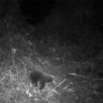 Loài động vật tưởng đã tuyệt chủng bất ngờ được tìm thấy