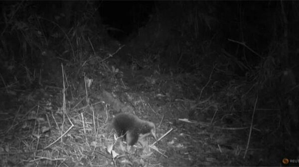 Loài động vật tưởng đã tuyệt chủng bất ngờ được tìm thấy