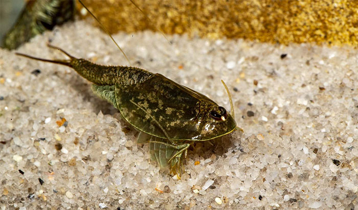 Con mắt thứ ba của tôm khủng long ba mắt nằm ở chính giữa đầu