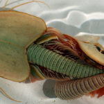 Tôm khủng long ba mắt - "hóa thạch sống" đang gây ra một "cơn sốt" trong giới nghiên cứu!