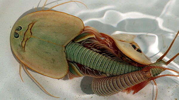 Tôm khủng long ba mắt – “hóa thạch sống” đang gây ra một “cơn sốt” trong giới nghiên cứu!