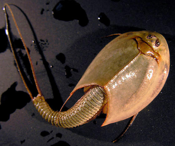 Tôm nòng nọc đuôi dài