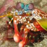 Những cặp mắt dị thường của động vật (II)