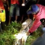 Xác người đàn ông Indonesia trong bụng trăn dài 7 mét
