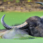 Khám phá bí mật của loài trâu nước