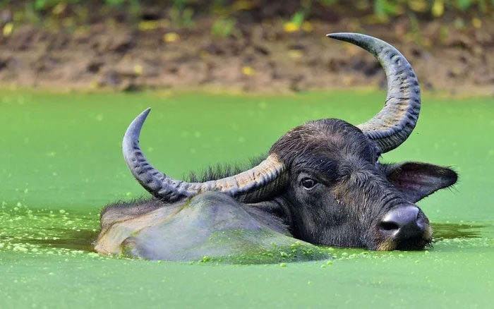 Trâu nước được biết đến như những "chiếc máy kéo" tự nhiên.