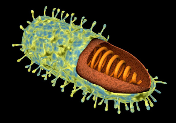 benh-dai-1 Virus dại