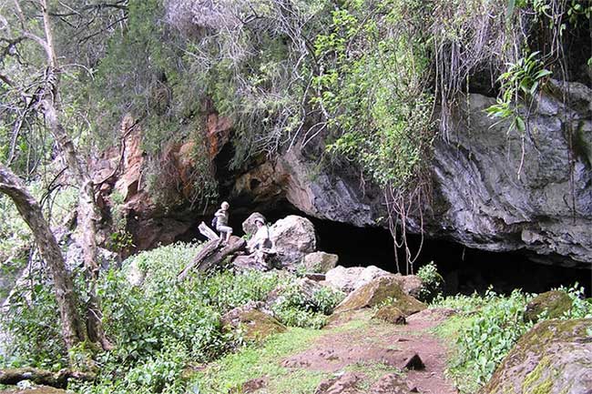 Vật chủ ban đầu chứa virus Marburg là dơi ăn quả châu Phi