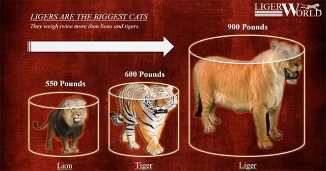Loài “mèo” lớn nhất thế giới, có kích thước tương đương với một con hổ răng kiếm