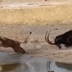 Sư tử đang đi săn phải vội vã bỏ chạy khi gặp con vật này