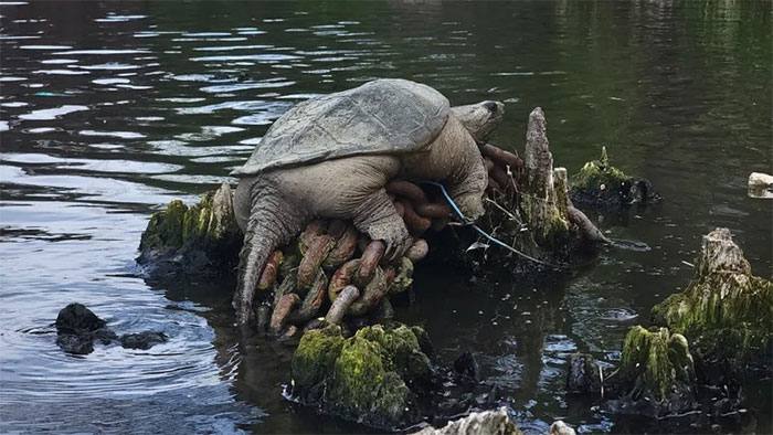 Rùa ngoạm khổng lồ "Chonkosaurus" - được phát hiện trên sông Chicago hôm 5/5.