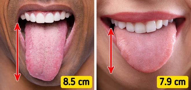 Đàn ông có lưỡi dài hơn phụ nữ