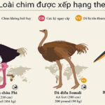 55 loài chim được xếp hạng từ lớn đến nhỏ trên thế giới