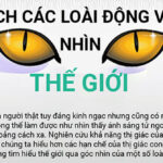 Thế giới xung quanh trong mắt các loài động vật như thế nào?