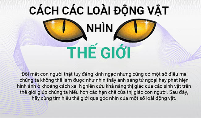 canh-dong-vat-nhin-the-gioi Thế giới xung quanh trong mắt các loài động vật như thế nào?