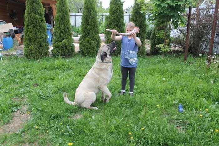cho-kangal-2 Chó Kangal được cho là có “lực cắn bá vương” mạnh ngang sư tử.