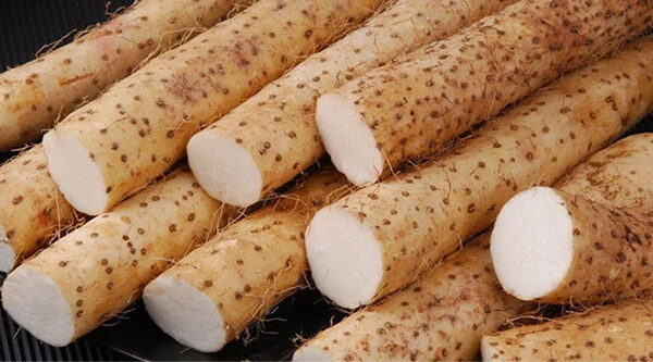 Một loại củ phơi khô là “thuốc trường thọ” giúp dưỡng thận, kiểm soát đường huyết hiệu quả