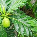 Loại lá là "dược liệu vàng" giúp hạ đường huyết, thanh lọc thận, đào thải axit uric, ngừa cả bệnh tim