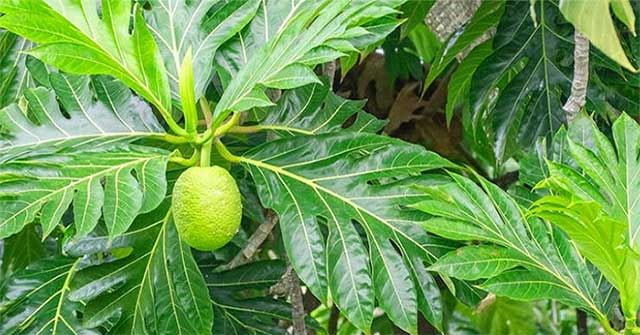 Loại lá là “dược liệu vàng” giúp hạ đường huyết, thanh lọc thận, đào thải axit uric, ngừa cả bệnh tim