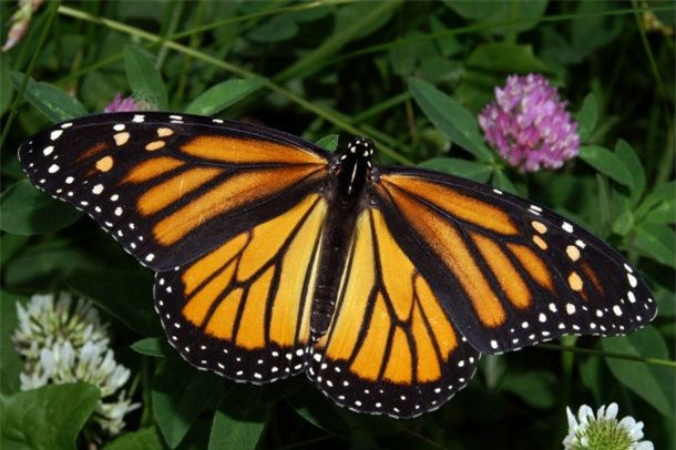 lepidopterophobia Nỗi sợ bươm bướm