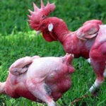 Kỳ lạ giống gà lai trụi lông, da đỏ rực như chim phượng hoàng