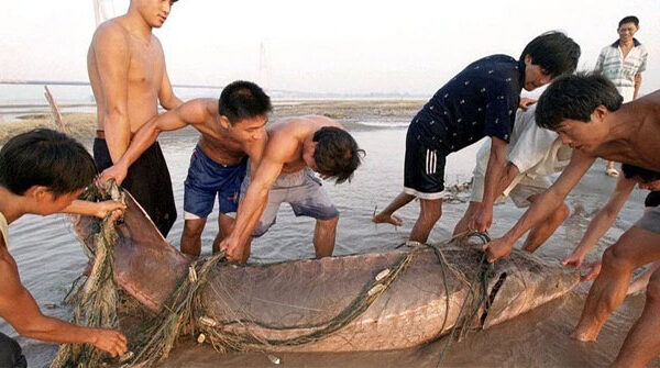Con cá to nhất trong “thiên đường cá” của Trung Quốc lớn cỡ nào?