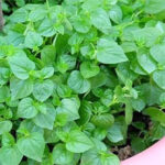 Những lợi ích ít ai biết của rau càng cua