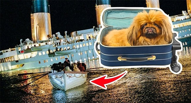 Nạn nhân được cứu thoát từ vụ đắm tàu Titanic không chỉ có con người.