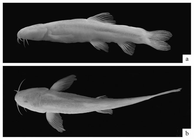 ca-scaphesthes-macrolepis Cận cảnh loài cá Scaphesthes macrolepis.
