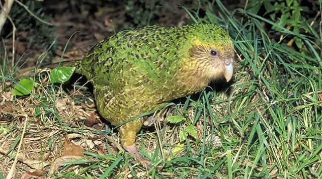chim-kakapo Chim Kakapo