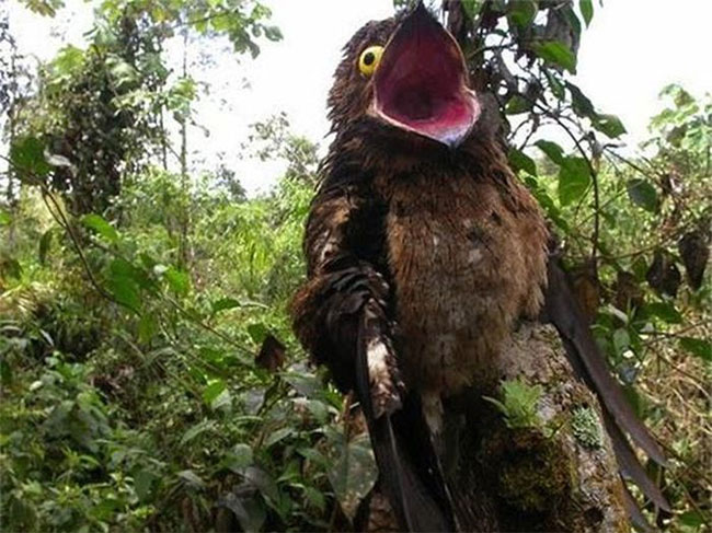 chim-potoo-2