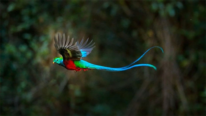 chim-quetzal Chim Quetzal rực rỡ