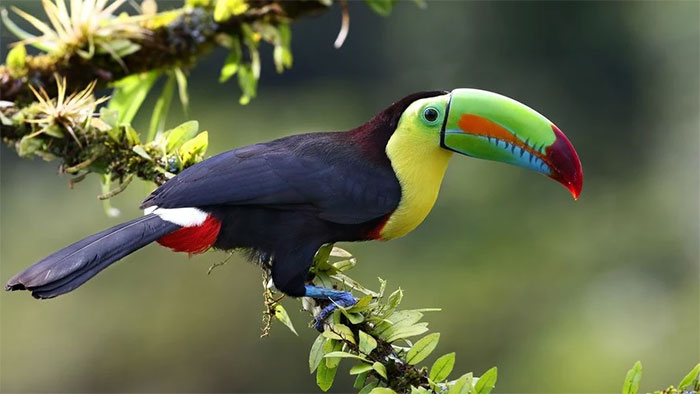 chim-toucan-mo-luon Chim Toucan mỏ lườn