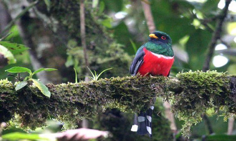 chim-trogon-mat-na Chim Trogon mặt nạ