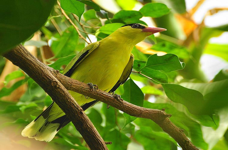 chim-vang-anh-gay-den Chim vàng anh gáy đen