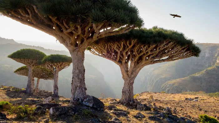 dao-socotra Đảo Socotra