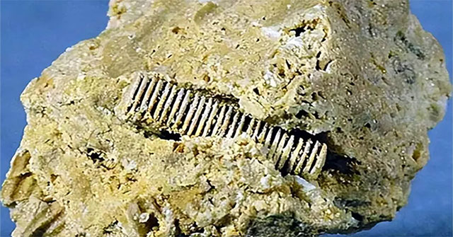 Một “đinh vít” từ 300 triệu năm trước được gắn trong một viên đá, tiết lộ thời kỳ đỉnh cao tiền sử?
