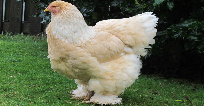 Giống gà khổng lồ nặng 20kg có gì đặc biệt?