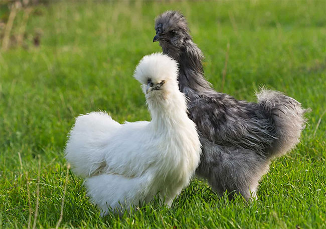 Gà Silkie