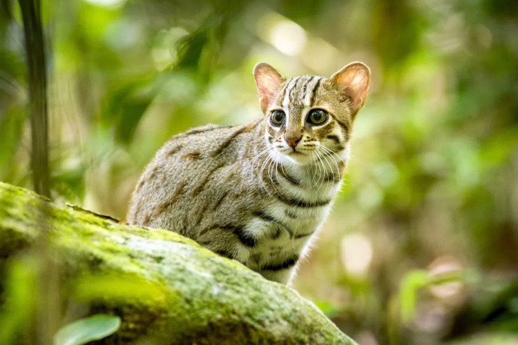 Mèo đốm gỉ (Prionailurus rubiginosus)