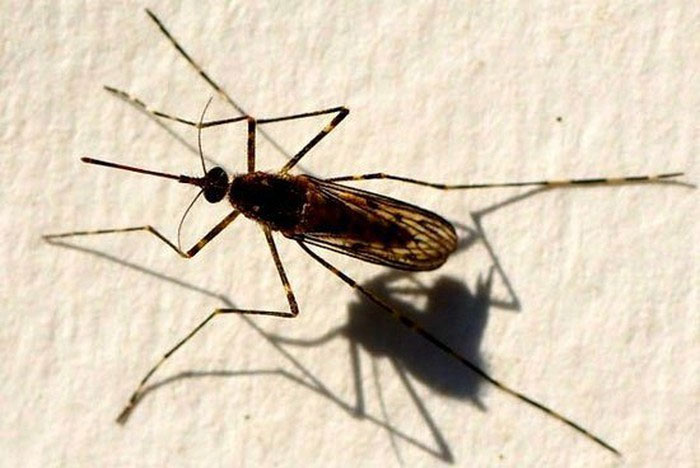 muoi-van-duc-midge Muỗi vằn đực Midge thường bị con cái "lấn át" trong quá trình giao hợp.