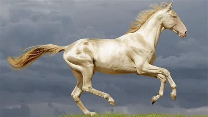 ngua-akhal-teke Ngựa Akhal-Teke ngày nay được cho là hãn huyết bảo mã của người Đại Uyên.