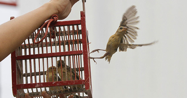 Những lầm tưởng về phóng sinh không phải ai cũng biết