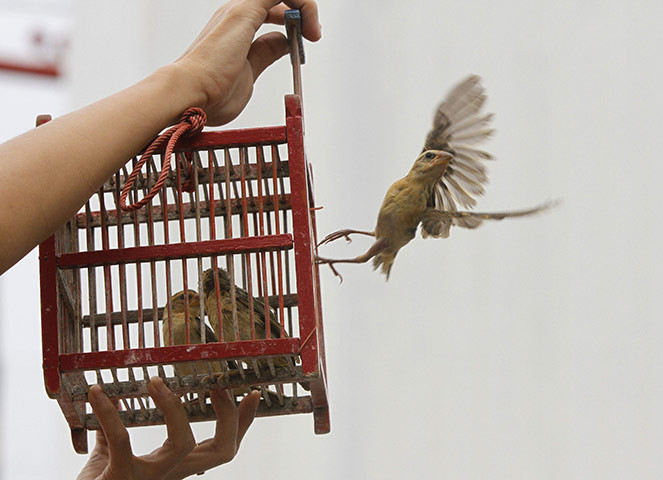 Hãy để các loài vật được tự do. Hãy để các loài vật được tự do.