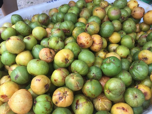 qua-bua Quả bứa không chỉ làm tăng thêm gia vị cho mỗi bữa ăn, mà còn rất tốt cho sức khỏe.