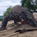 Rồng Komodo nghiền nát mai rùa bằng lực cắn khủng khiếp