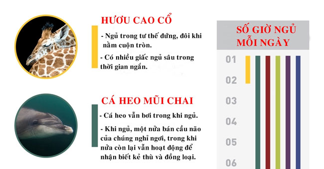 Thói quen ngủ lạ thường của các loài động vật